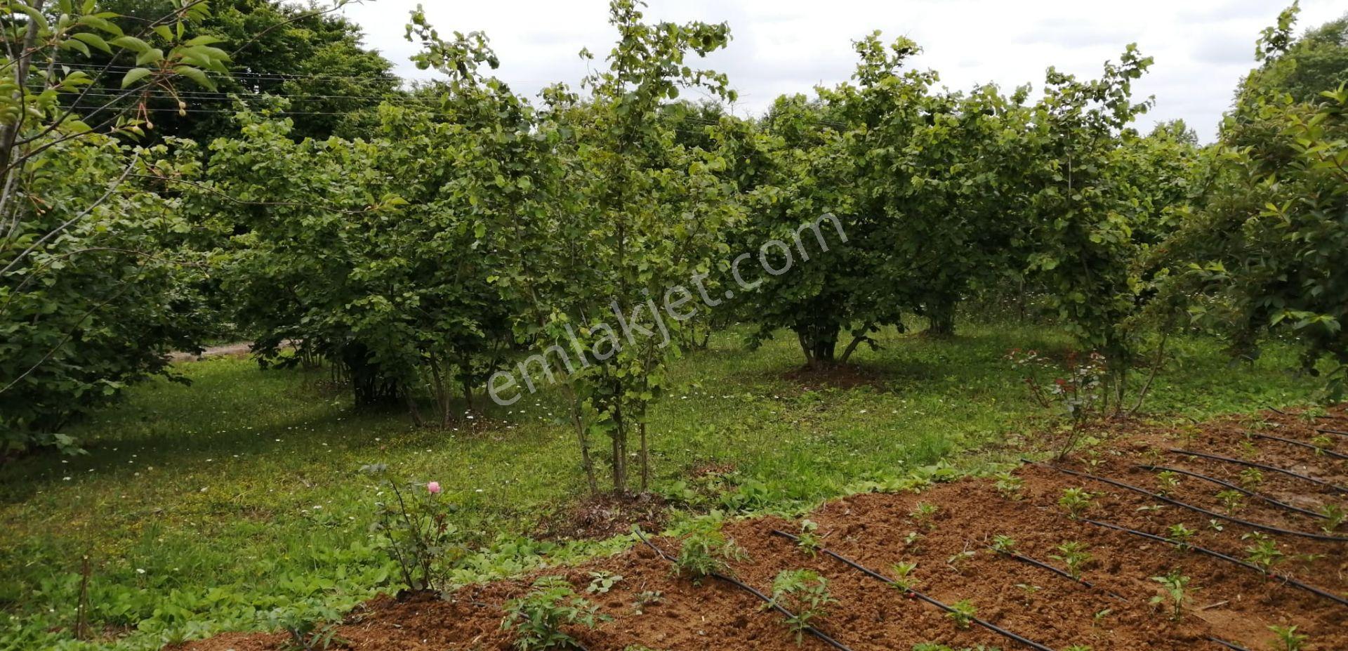 Kandıra Karaağaç' Ta 1280m² Arsa İçinde Hazır Bahçeli Villa — fotoğraf 24