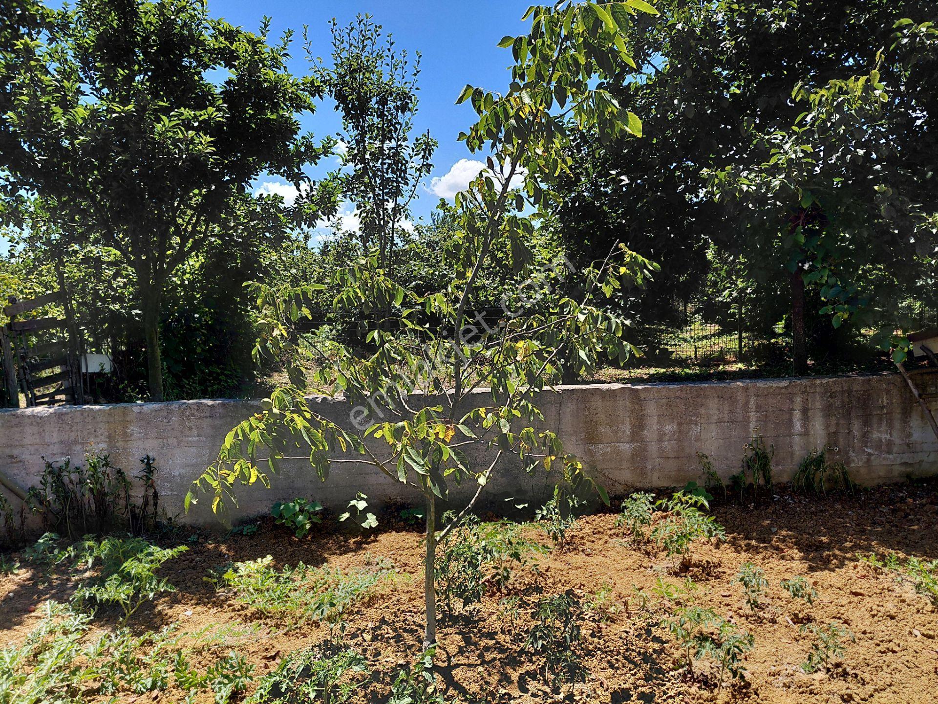 Kandıra Karaağaç' Ta 1280m² Arsa İçinde Hazır Bahçeli Villa — fotoğraf 29