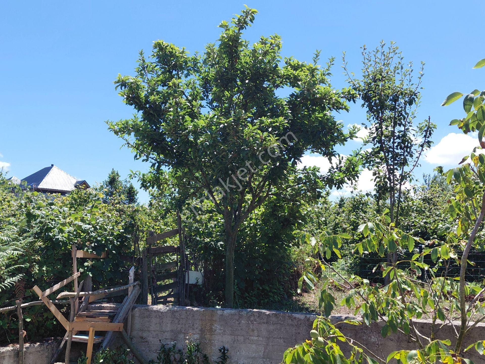 Kandıra Karaağaç' Ta 1280m² Arsa İçinde Hazır Bahçeli Villa — fotoğraf 31