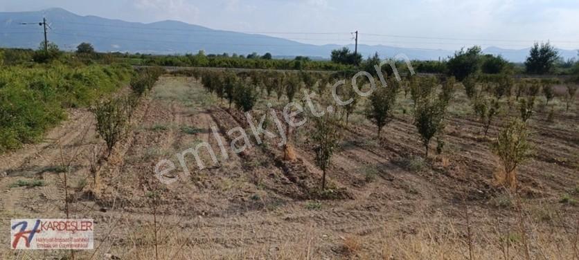 Sakarya Pamukova Oruçlu Mah.d650 Karayoluna Cephe İmarlı Arazi — fotoğraf 14