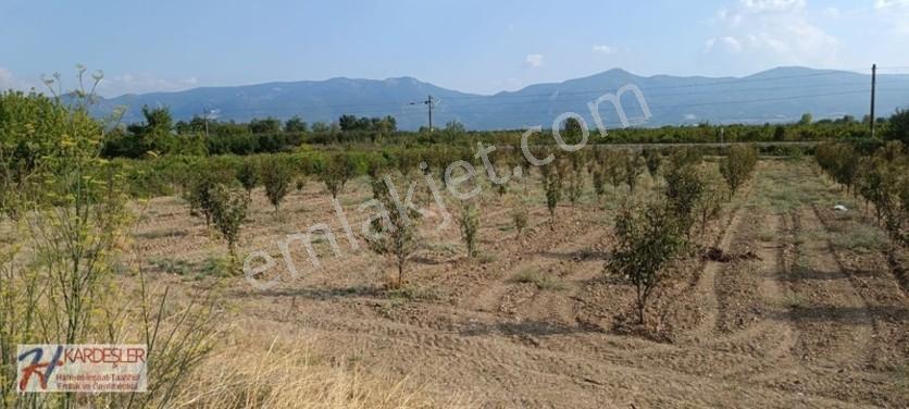 Sakarya Pamukova Oruçlu Mah.d650 Karayoluna Cephe İmarlı Arazi — fotoğraf 33