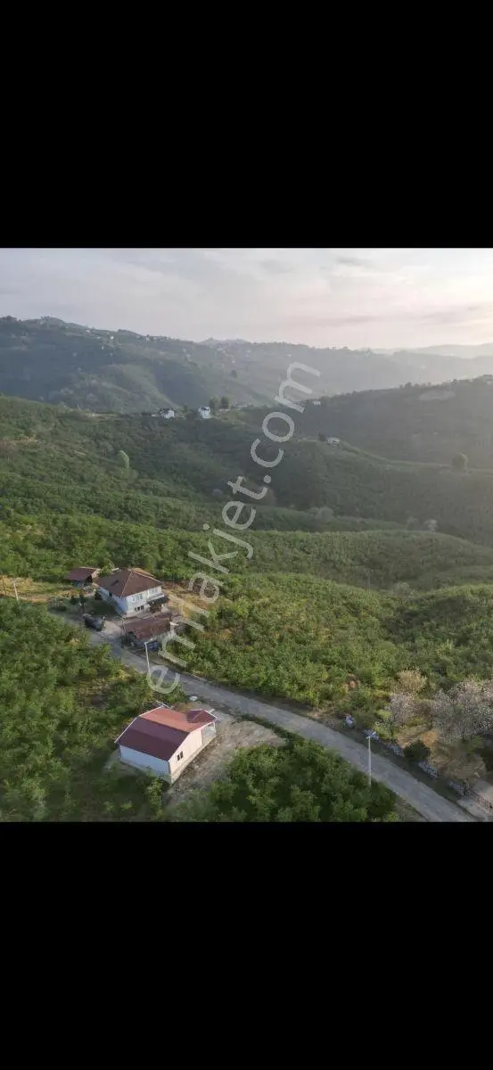 Kocaali Kirazlıda Denize Nazır 30 Dönüm Fındık Bahçesi Ve Ev