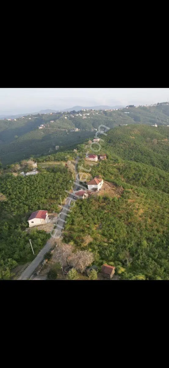 Kocaali Kirazlıda Denize Nazır 30 Dönüm Fındık Bahçesi Ve Ev — fotoğraf 2