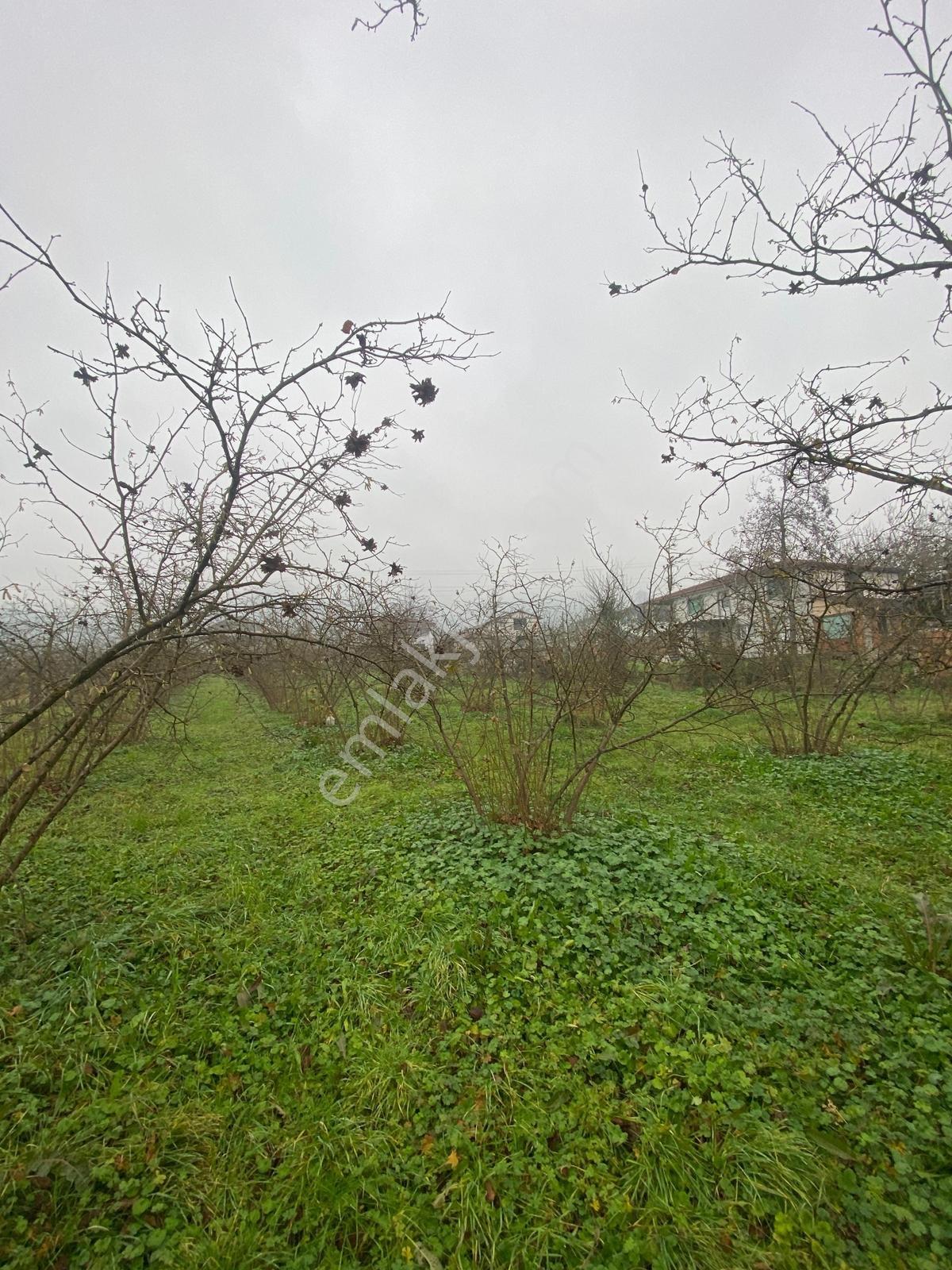 Satılık 4 Dönüm Köy İçi Bahçe — fotoğraf 21