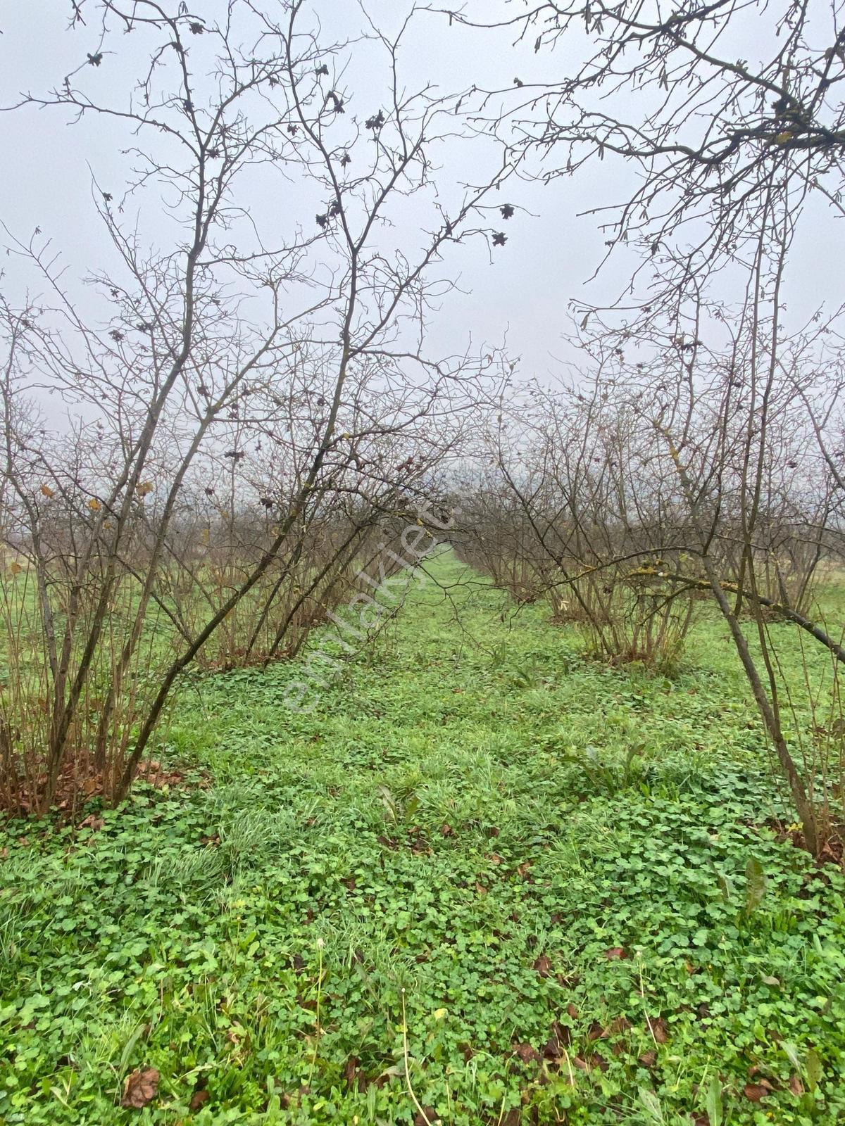 Satılık 4 Dönüm Köy İçi Bahçe — fotoğraf 22