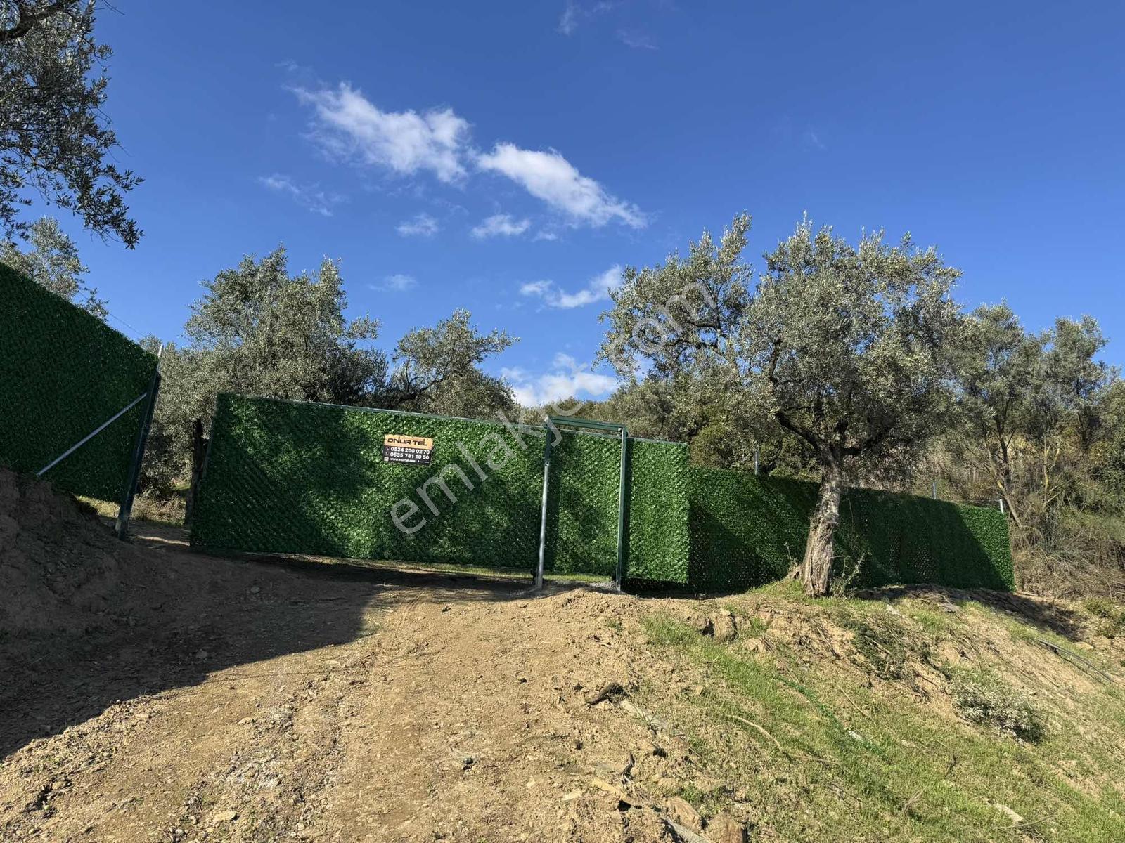 Beka'dan Çeltikçi'de 2758 M² İmara Yakın Göl Manzaralı Zeytinlik — fotoğraf 2