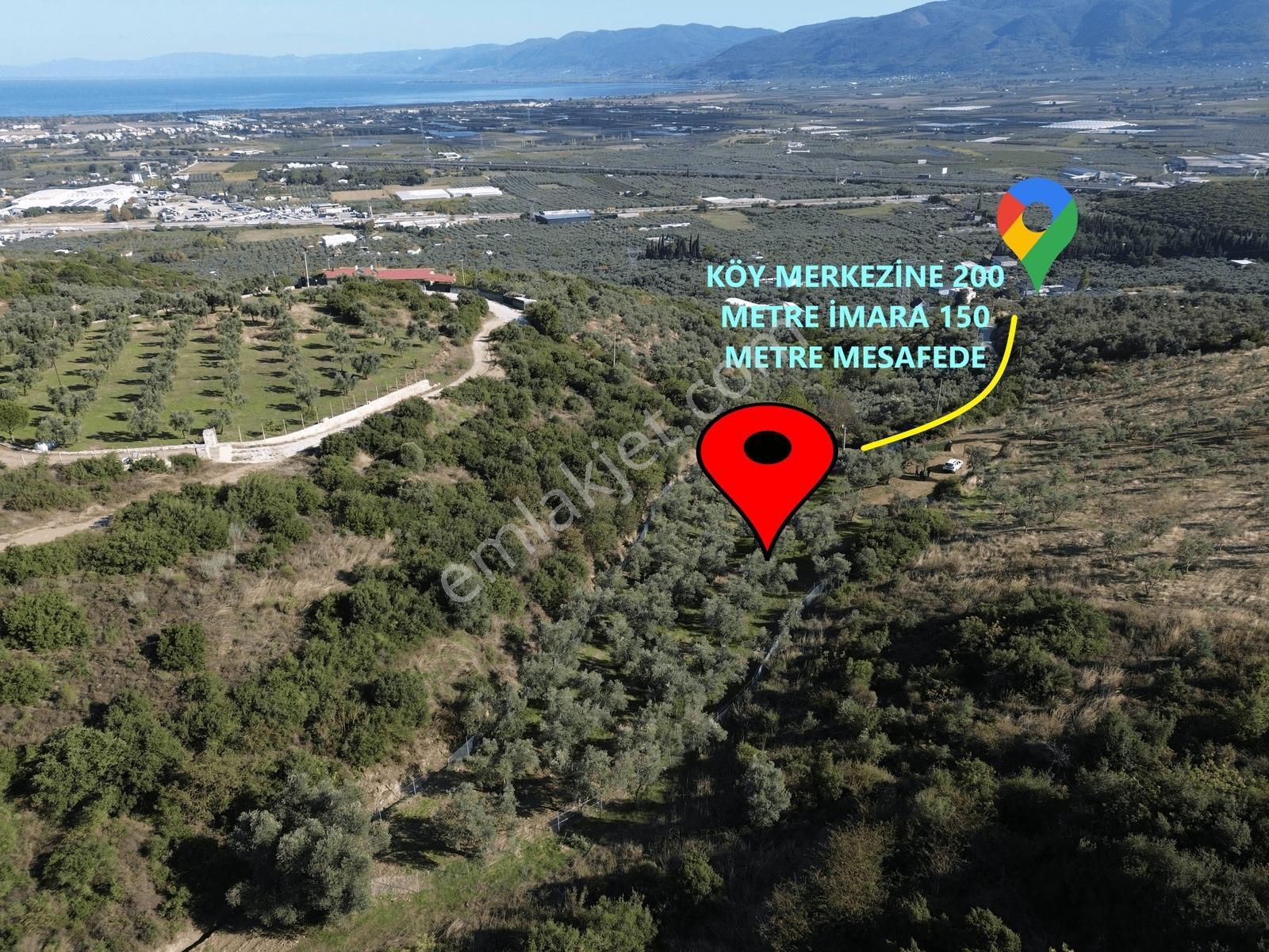 Beka'dan Çeltikçi'de 2758 M² İmara Yakın Göl Manzaralı Zeytinlik — fotoğraf 3
