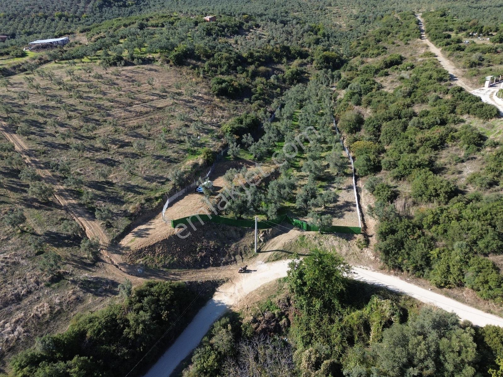 Beka'dan Çeltikçi'de 2758 M² İmara Yakın Göl Manzaralı Zeytinlik — fotoğraf 5
