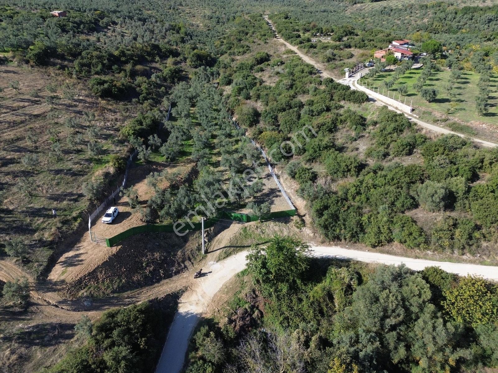 Beka'dan Çeltikçi'de 2758 M² İmara Yakın Göl Manzaralı Zeytinlik — fotoğraf 6