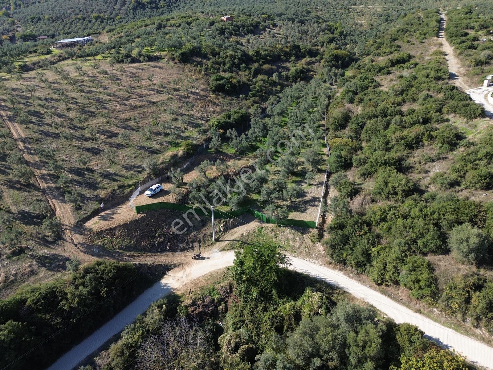 Beka'dan Çeltikçi'de 2758 M² İmara Yakın Göl Manzaralı Zeytinlik — fotoğraf 8