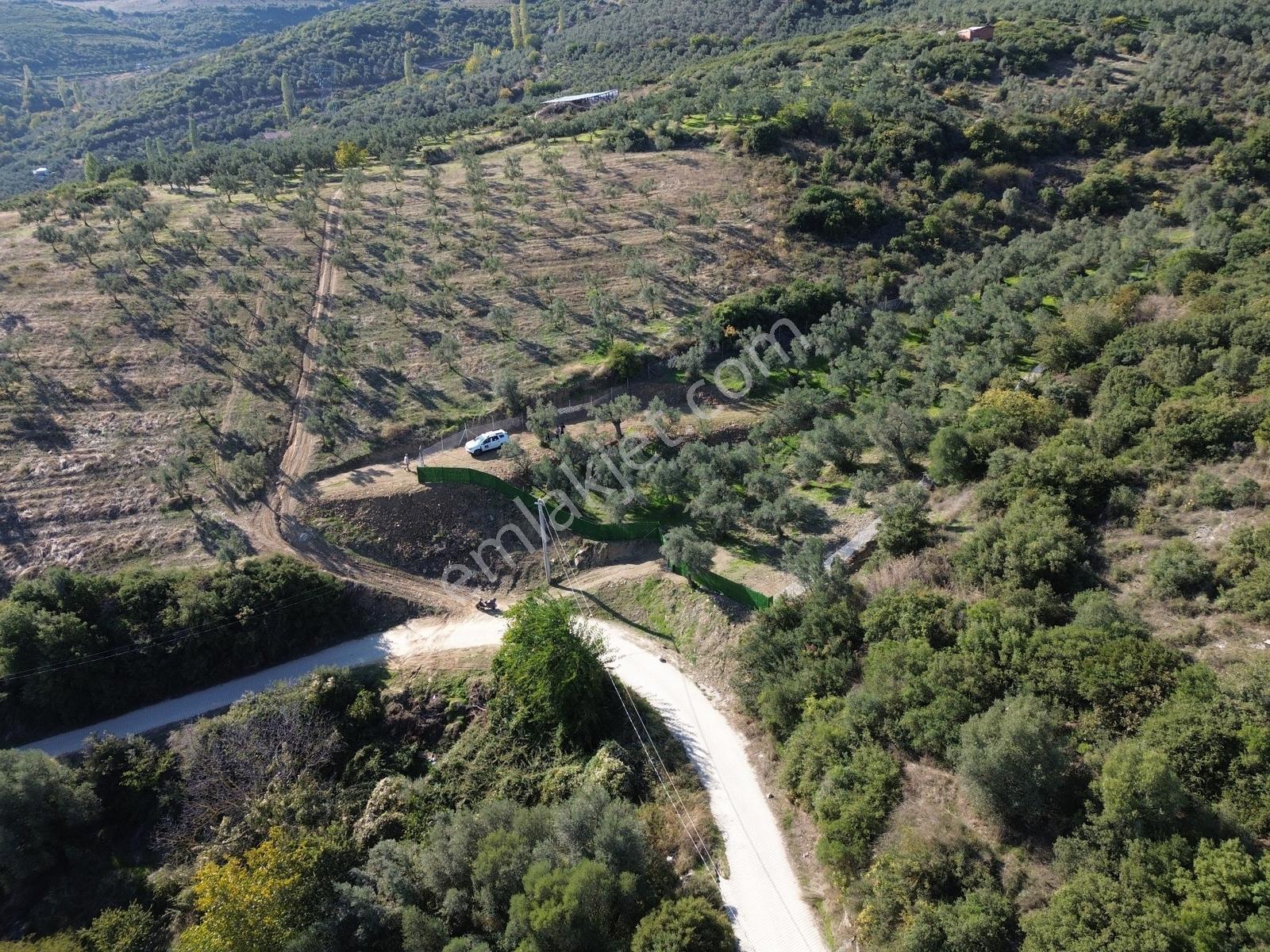 Beka'dan Çeltikçi'de 2758 M² İmara Yakın Göl Manzaralı Zeytinlik — fotoğraf 9