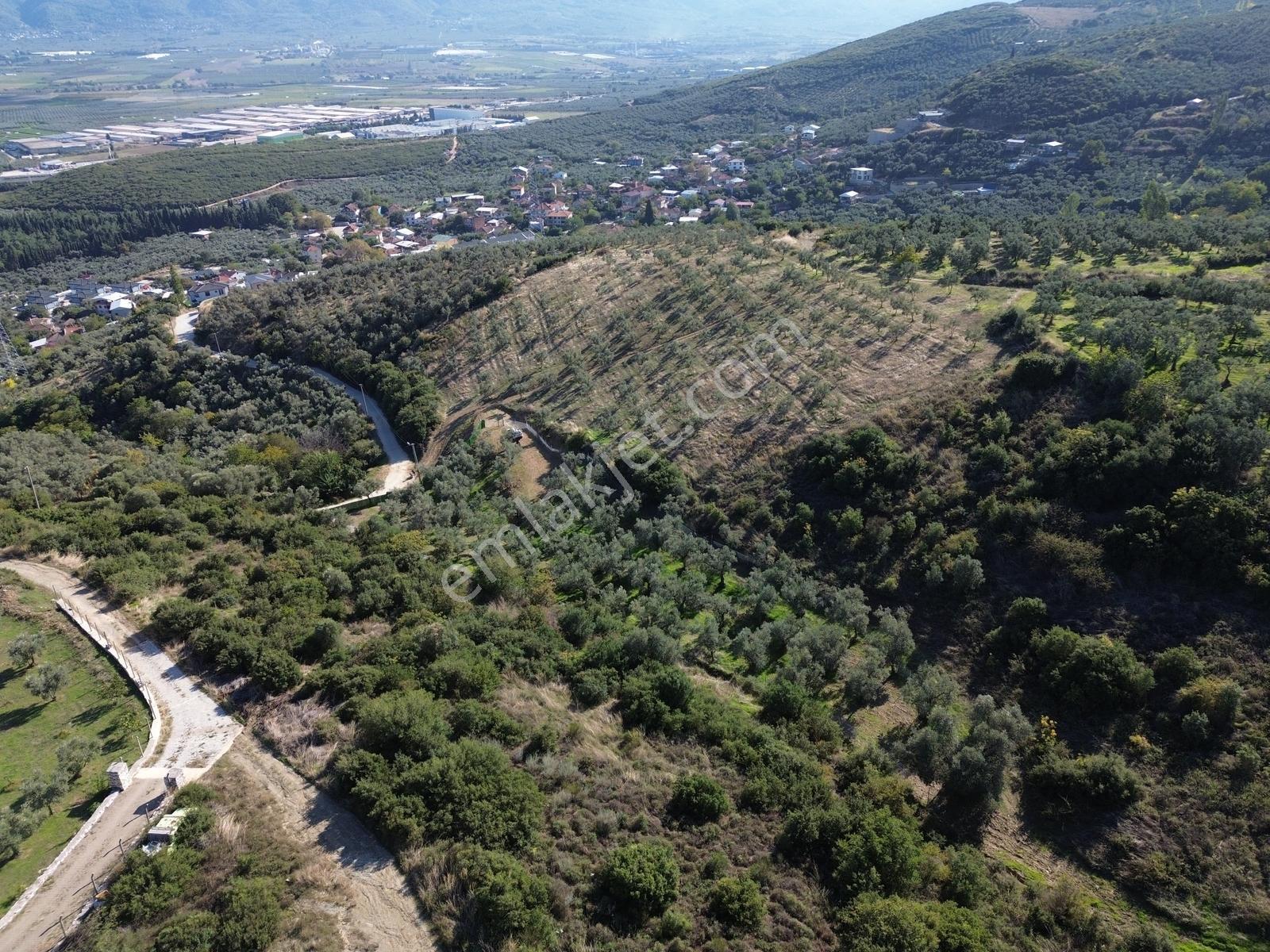 Beka'dan Çeltikçi'de 2758 M² İmara Yakın Göl Manzaralı Zeytinlik — fotoğraf 13