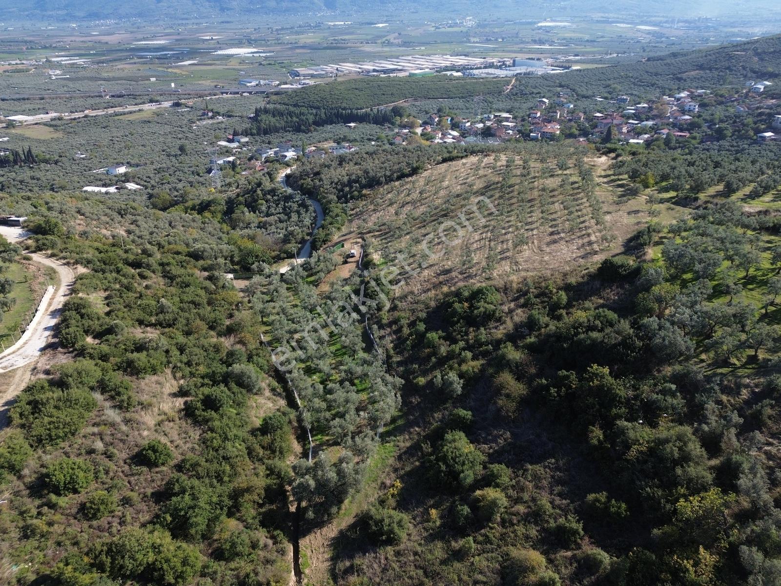 Beka'dan Çeltikçi'de 2758 M² İmara Yakın Göl Manzaralı Zeytinlik — fotoğraf 14