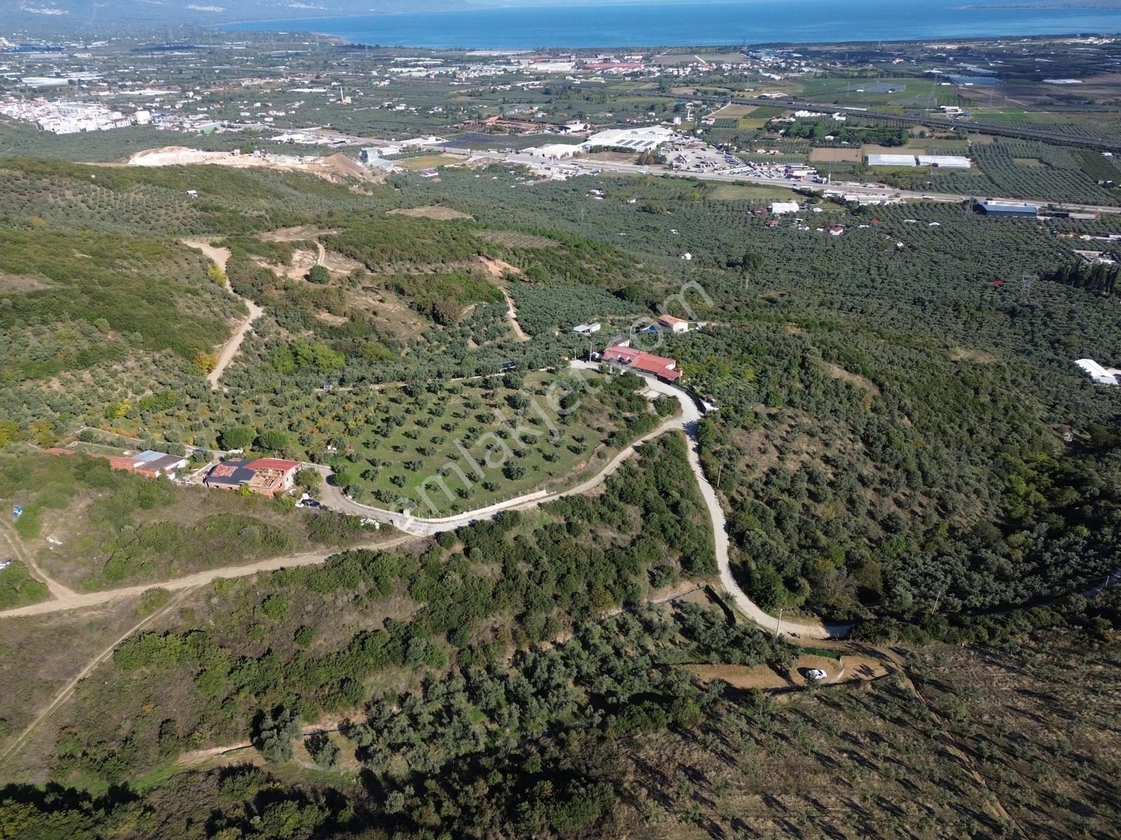 Beka'dan Çeltikçi'de 2758 M² İmara Yakın Göl Manzaralı Zeytinlik — fotoğraf 16
