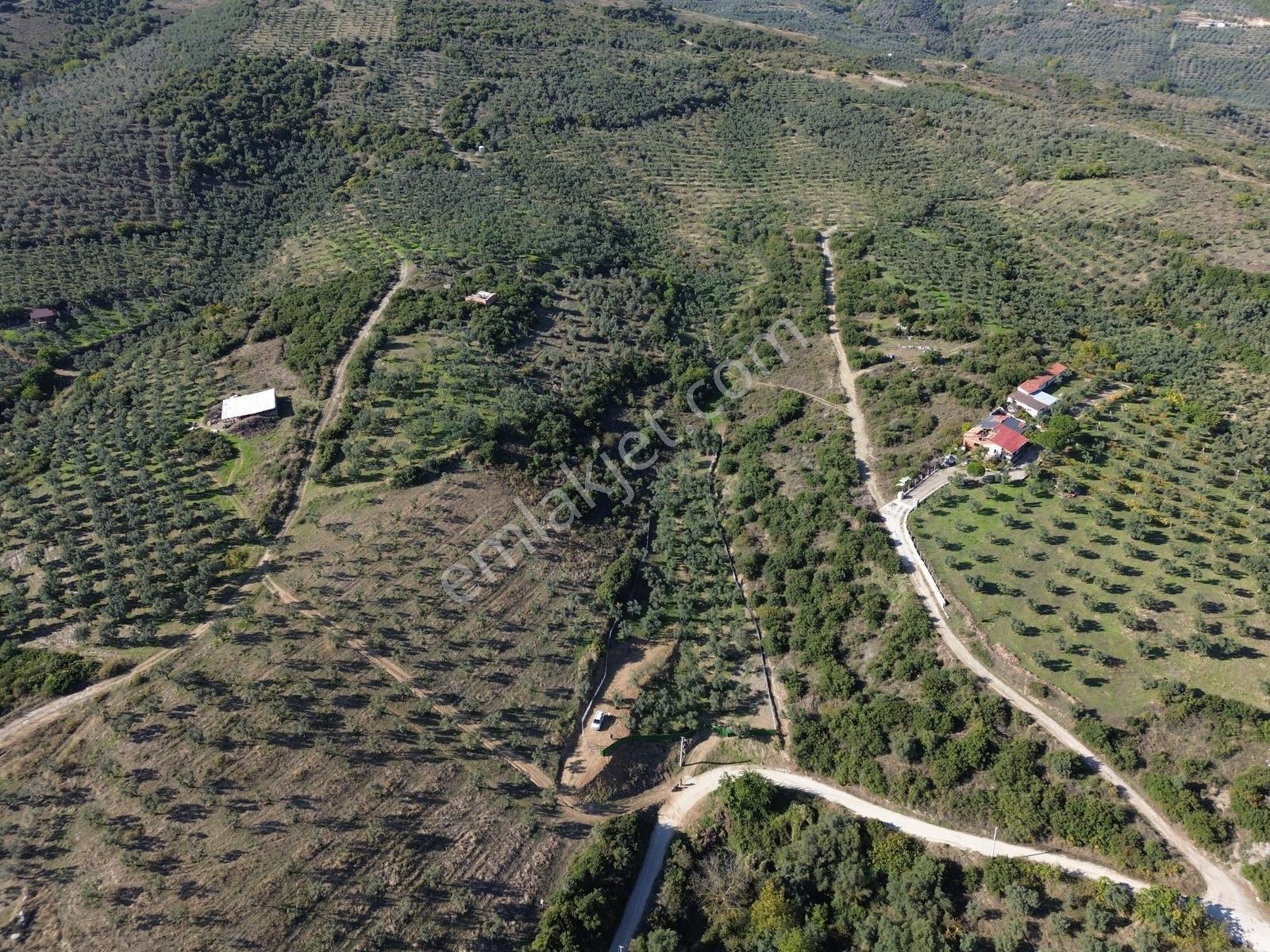 Beka'dan Çeltikçi'de 2758 M² İmara Yakın Göl Manzaralı Zeytinlik — fotoğraf 17