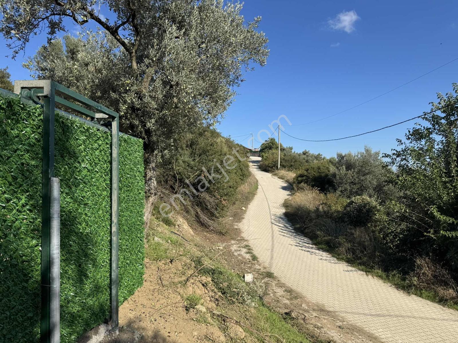 Beka'dan Çeltikçi'de 2758 M² İmara Yakın Göl Manzaralı Zeytinlik — fotoğraf 22