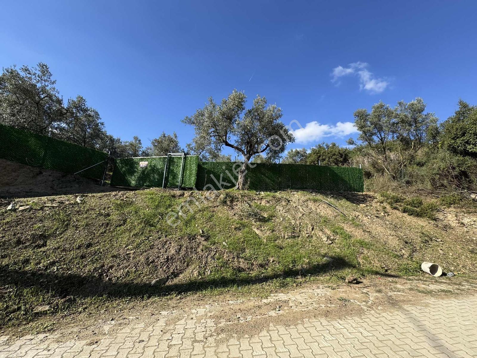 Beka'dan Çeltikçi'de 2758 M² İmara Yakın Göl Manzaralı Zeytinlik — fotoğraf 24