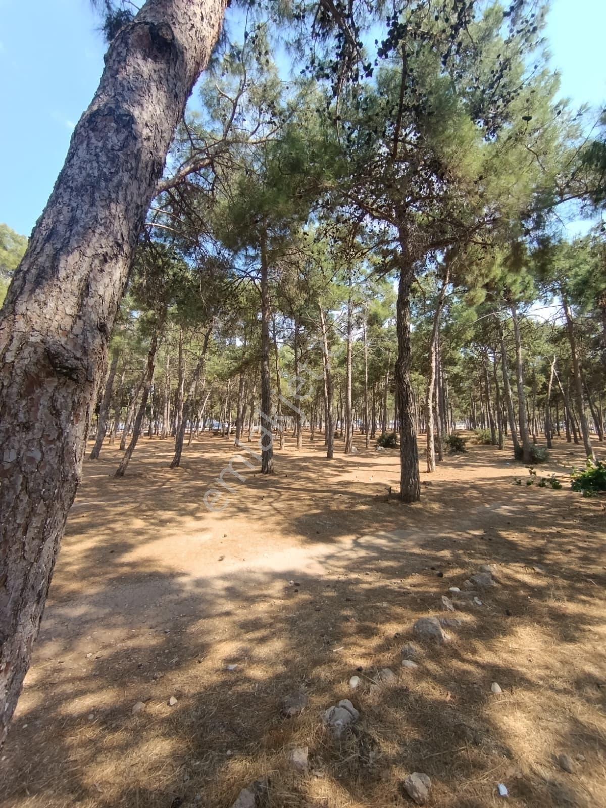 Fırsat Çamlık Denize 100 Metre Mesafesinde Satılık 3+1 Dubleks — fotoğraf 2