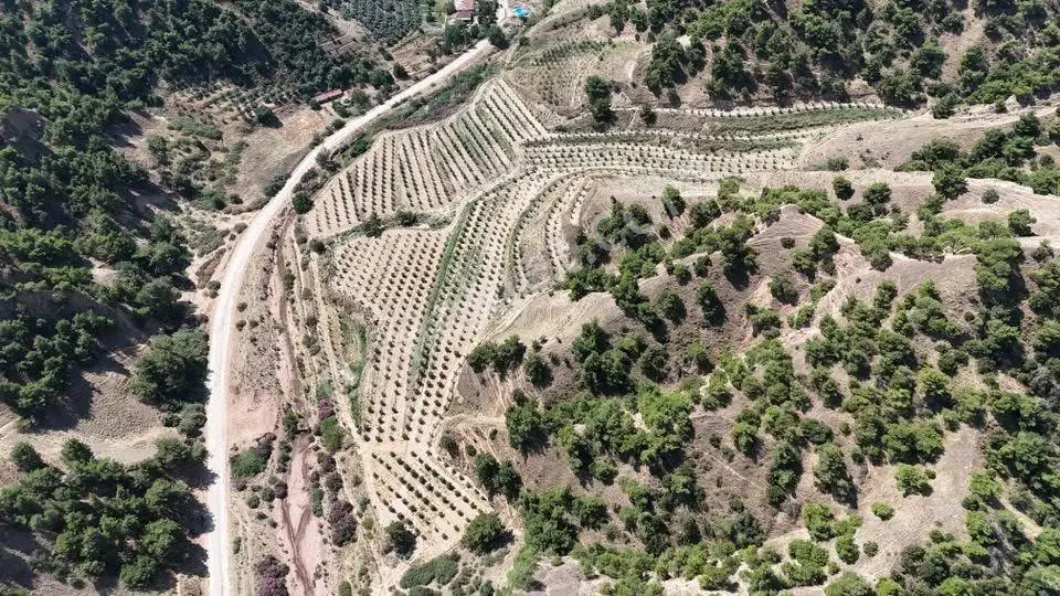 Tc Emlaktan Satılık 28.500 M2 Zeytinlik