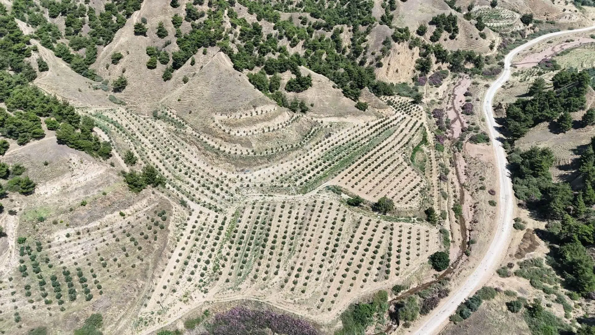 Tc Emlaktan Satılık 28.500 M2 Zeytinlik — fotoğraf 2