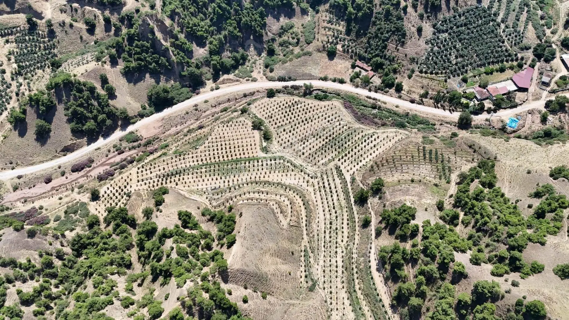 Tc Emlaktan Satılık 28.500 M2 Zeytinlik — fotoğraf 3
