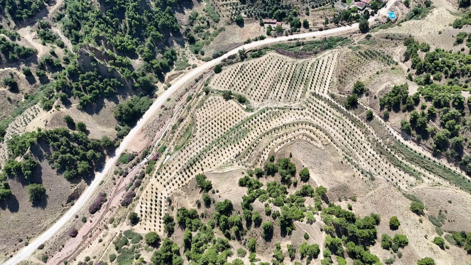 Tc Emlaktan Satılık 28.500 M2 Zeytinlik — fotoğraf 4