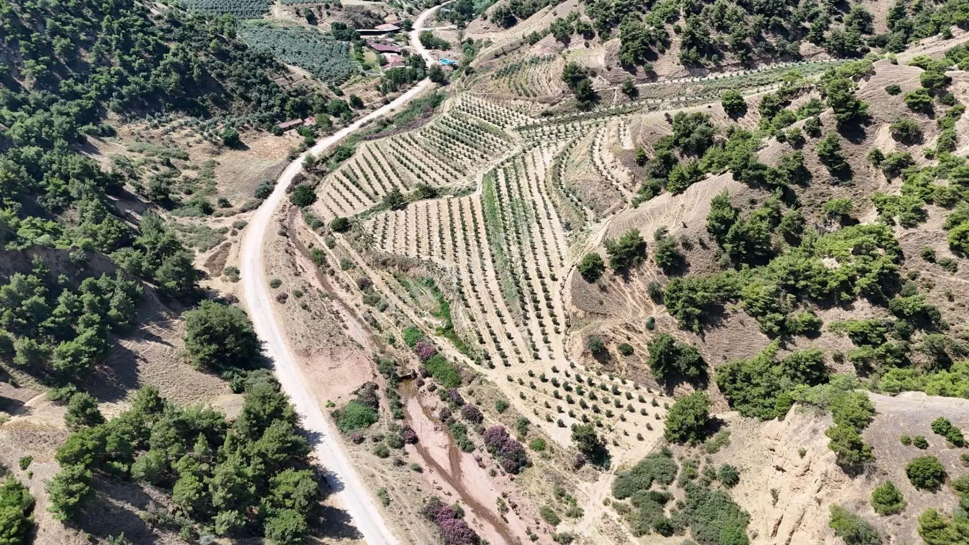 Tc Emlaktan Satılık 28.500 M2 Zeytinlik — fotoğraf 5