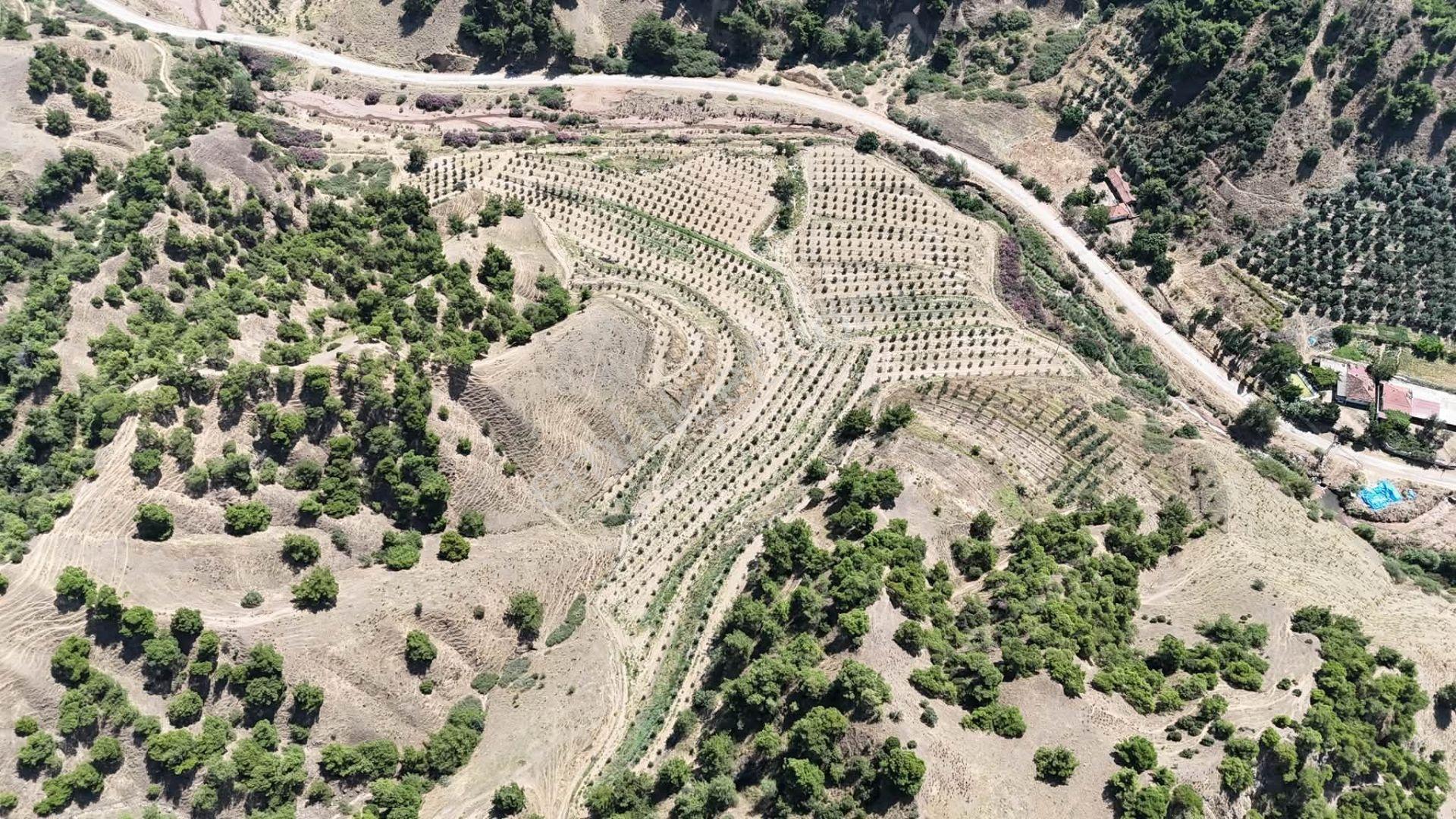 Tc Emlaktan Satılık 28.500 M2 Zeytinlik — fotoğraf 7