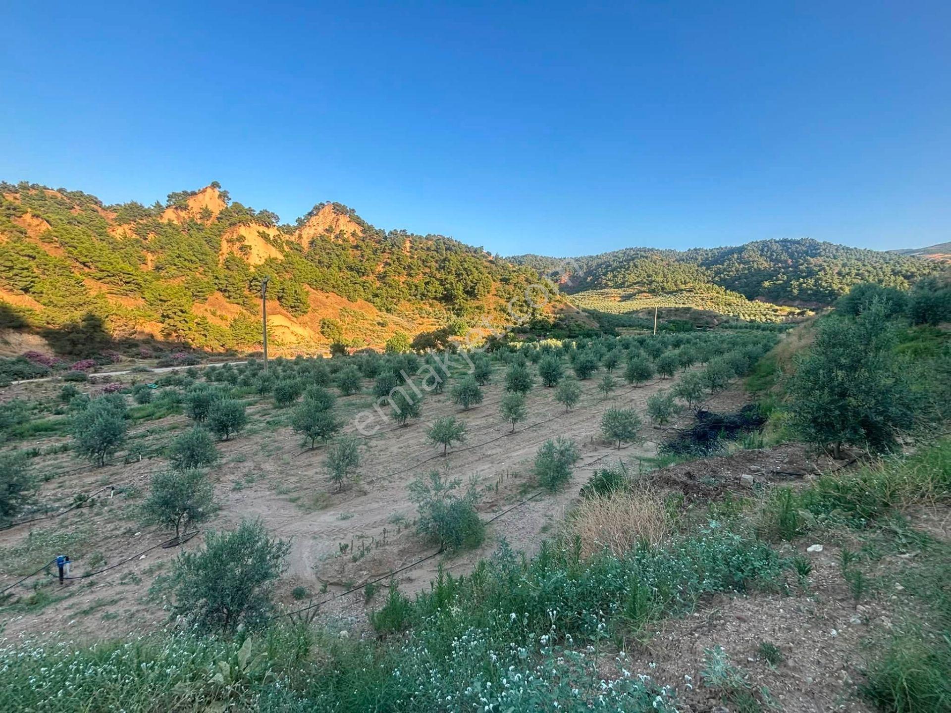 Tc Emlaktan Satılık 28.500 M2 Zeytinlik — fotoğraf 8