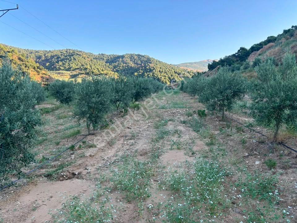 Tc Emlaktan Satılık 28.500 M2 Zeytinlik — fotoğraf 9