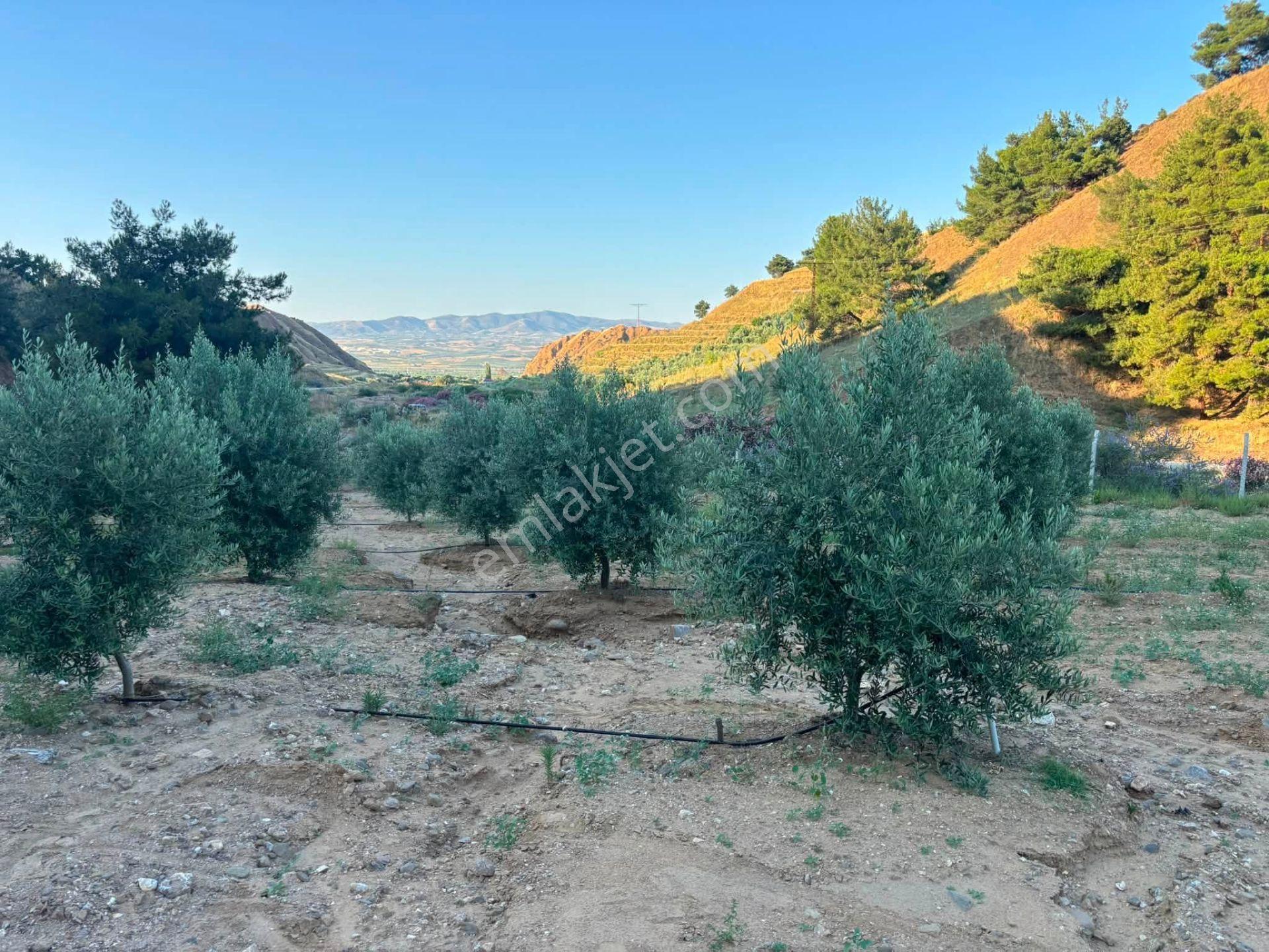 Tc Emlaktan Satılık 28.500 M2 Zeytinlik — fotoğraf 10