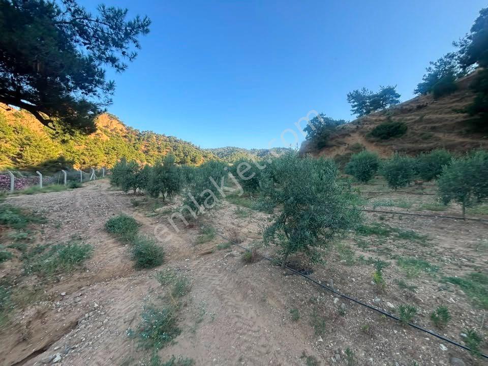 Tc Emlaktan Satılık 28.500 M2 Zeytinlik — fotoğraf 11
