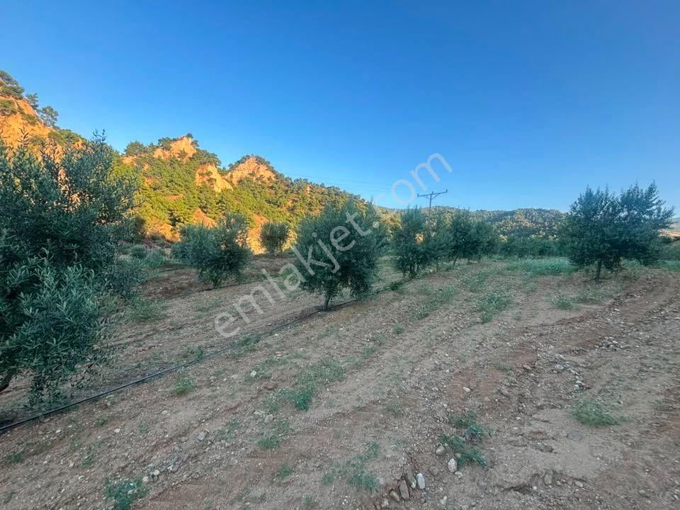 Tc Emlaktan Satılık 28.500 M2 Zeytinlik — fotoğraf 12