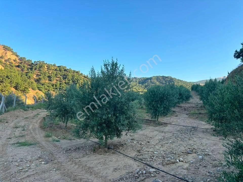 Tc Emlaktan Satılık 28.500 M2 Zeytinlik — fotoğraf 13
