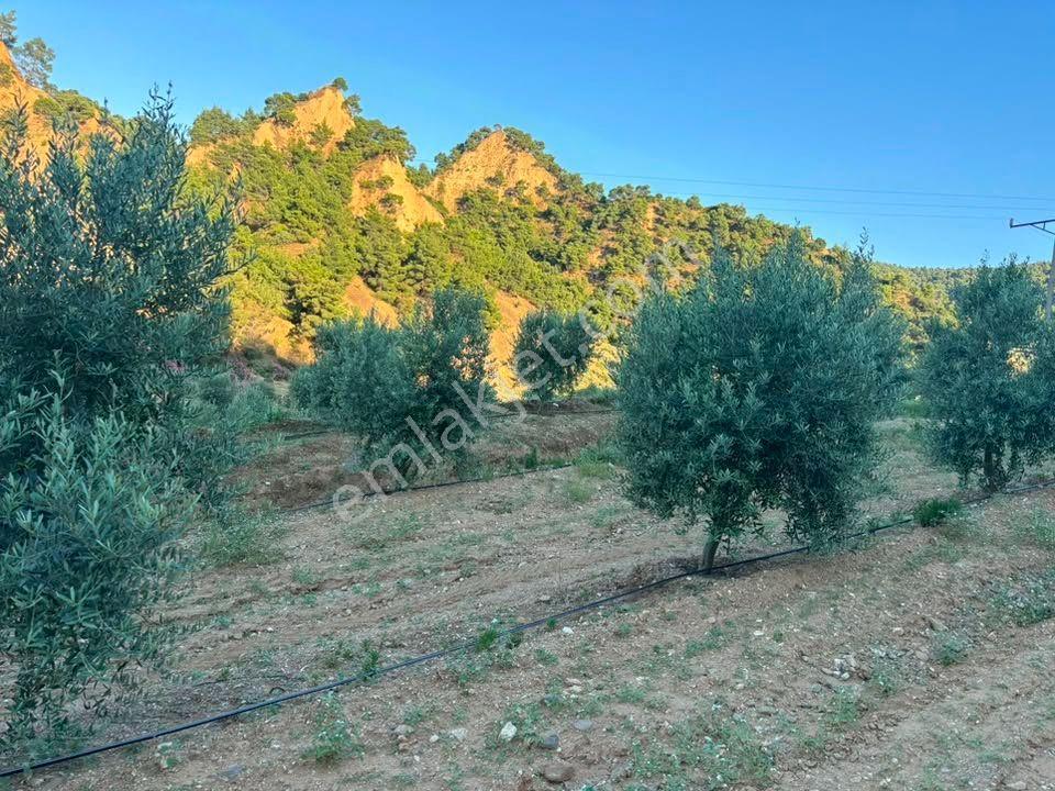 Tc Emlaktan Satılık 28.500 M2 Zeytinlik — fotoğraf 14