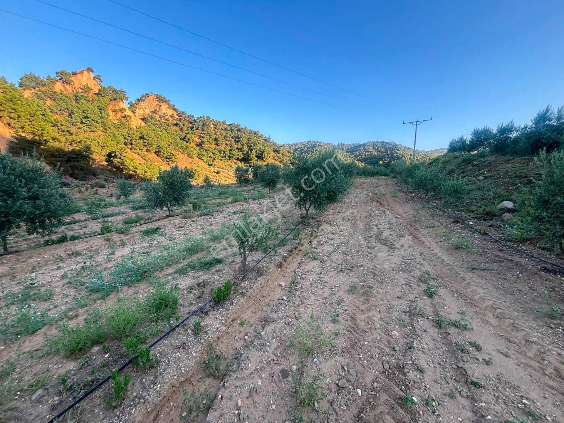 Tc Emlaktan Satılık 28.500 M2 Zeytinlik — fotoğraf 15