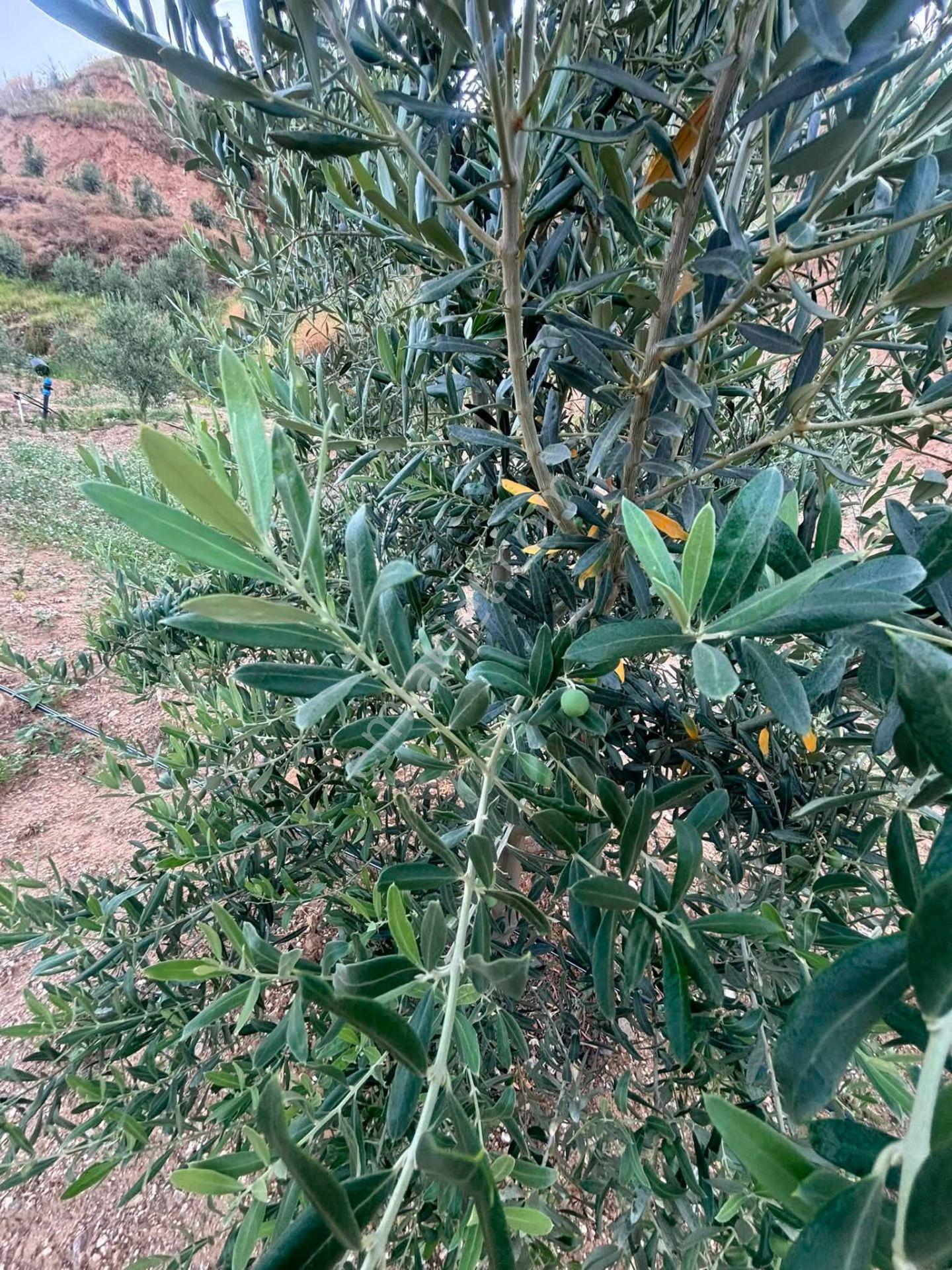 Tc Emlaktan Satılık 28.500 M2 Zeytinlik — fotoğraf 16
