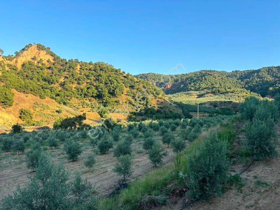 Tc Emlaktan Satılık 28.500 M2 Zeytinlik — fotoğraf 17
