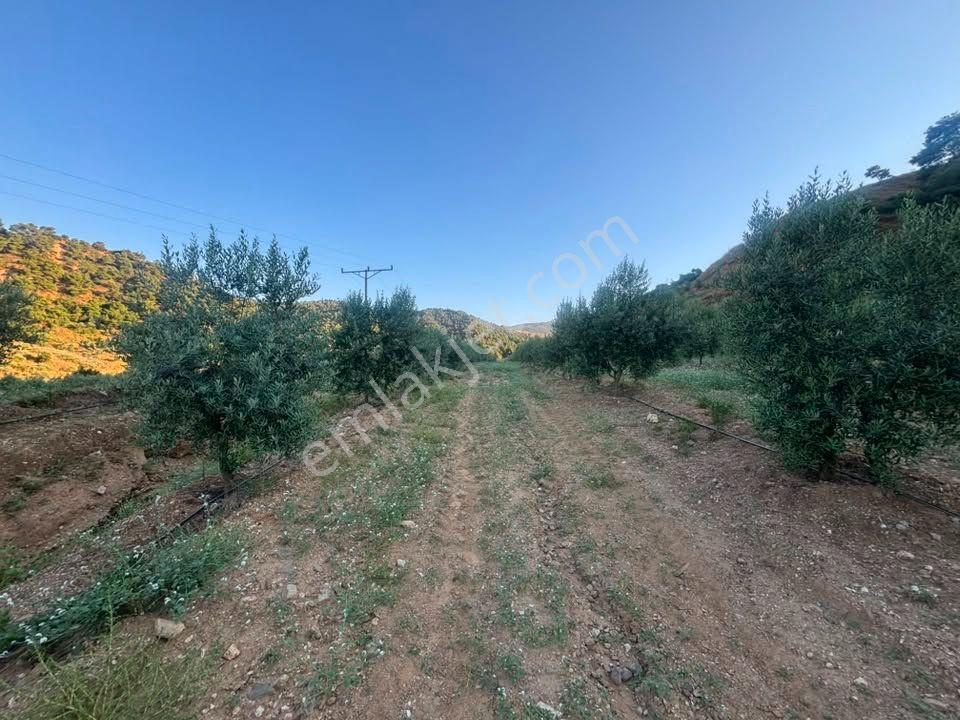 Tc Emlaktan Satılık 28.500 M2 Zeytinlik — fotoğraf 19