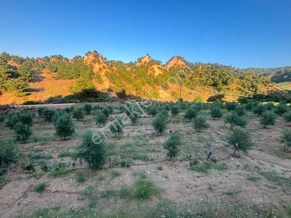 Tc Emlaktan Satılık 28.500 M2 Zeytinlik — fotoğraf 20