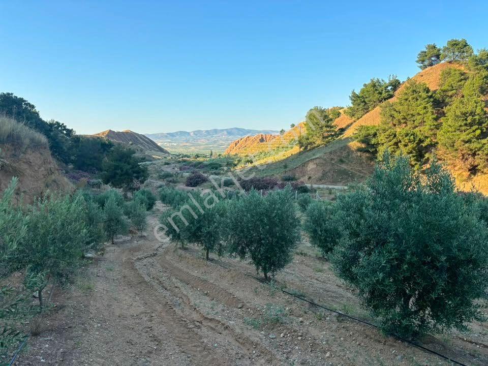 Tc Emlaktan Satılık 28.500 M2 Zeytinlik — fotoğraf 21