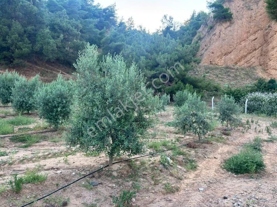 Tc Emlaktan Satılık 28.500 M2 Zeytinlik — fotoğraf 22