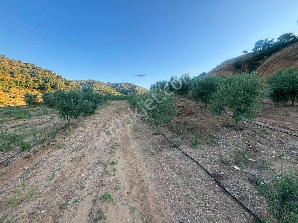 Tc Emlaktan Satılık 28.500 M2 Zeytinlik — fotoğraf 23