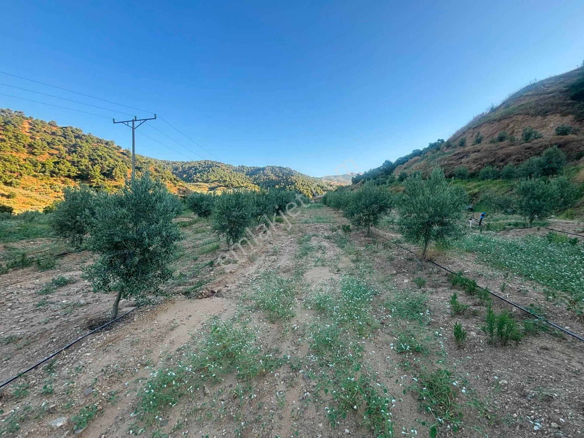 Tc Emlaktan Satılık 28.500 M2 Zeytinlik — fotoğraf 24