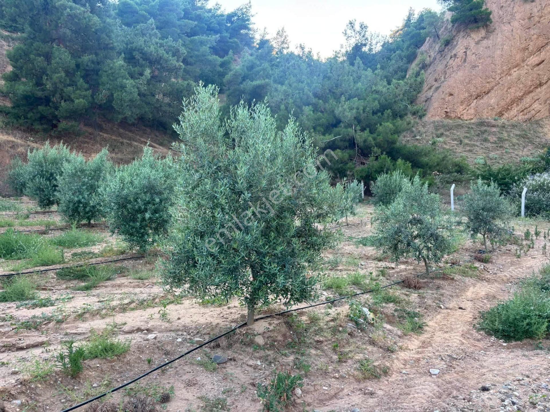 Tc Emlaktan Satılık 28.500 M2 Zeytinlik — fotoğraf 25