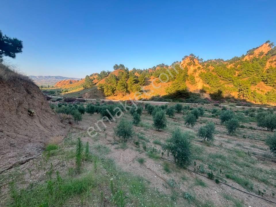 Tc Emlaktan Satılık 28.500 M2 Zeytinlik — fotoğraf 27