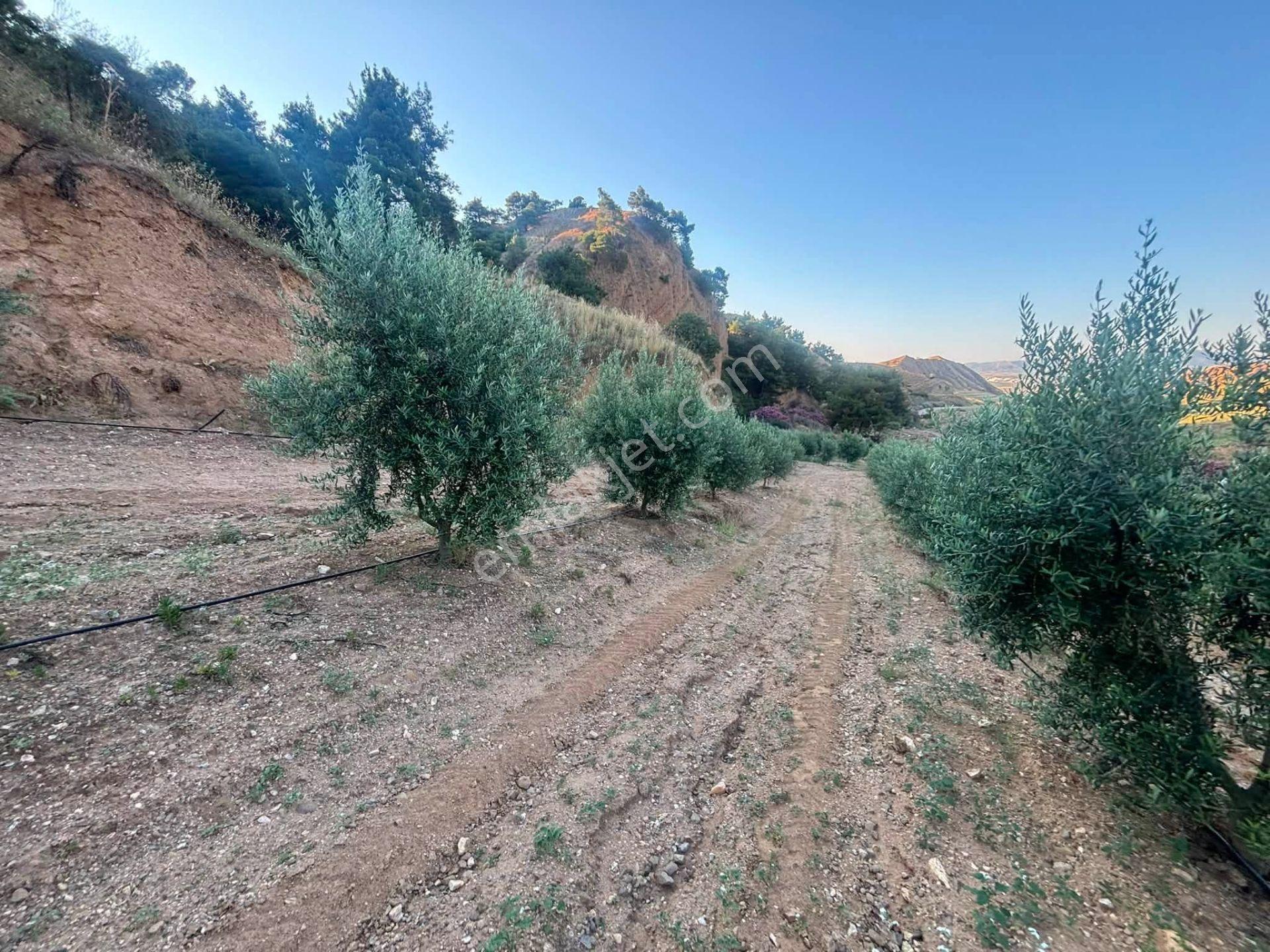 Tc Emlaktan Satılık 28.500 M2 Zeytinlik — fotoğraf 28