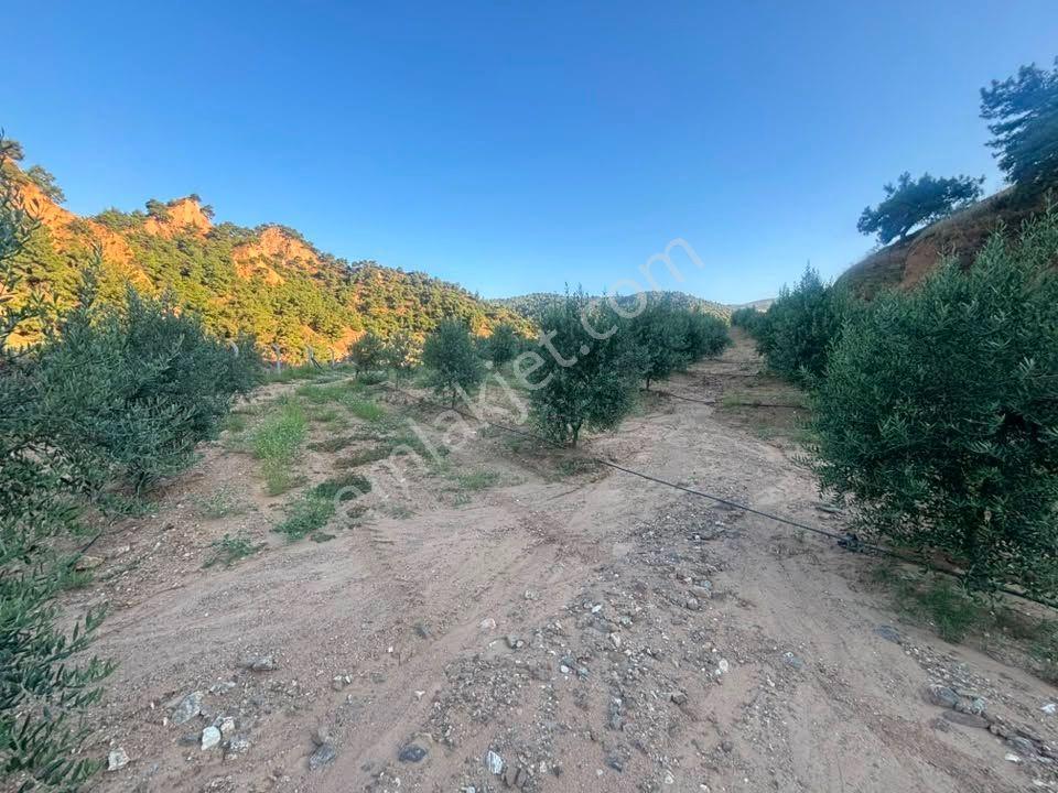 Tc Emlaktan Satılık 28.500 M2 Zeytinlik — fotoğraf 29