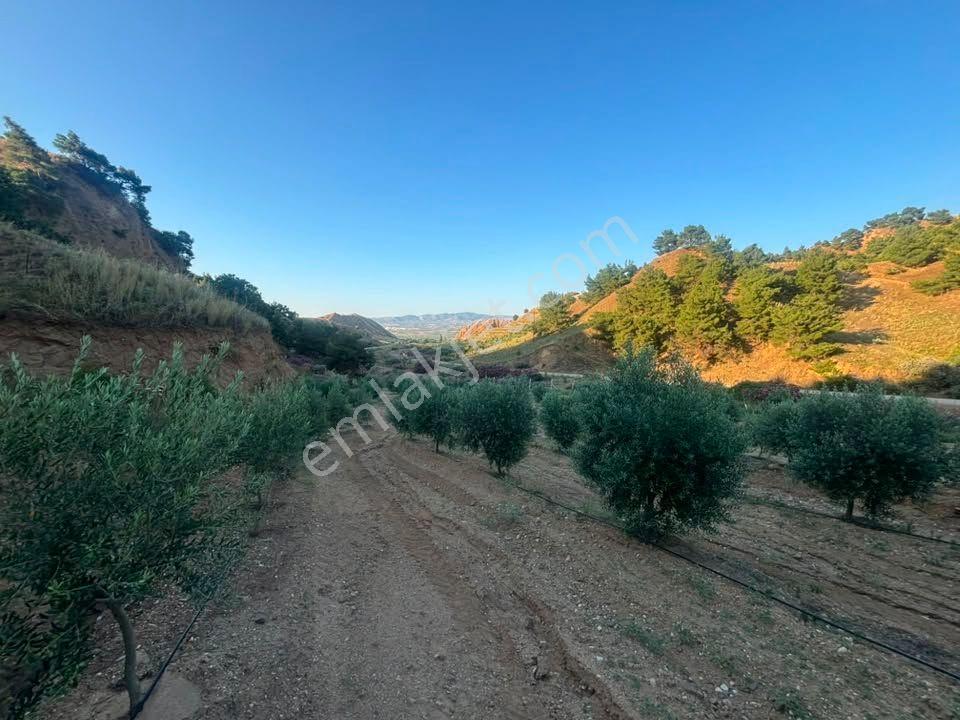 Tc Emlaktan Satılık 28.500 M2 Zeytinlik — fotoğraf 30