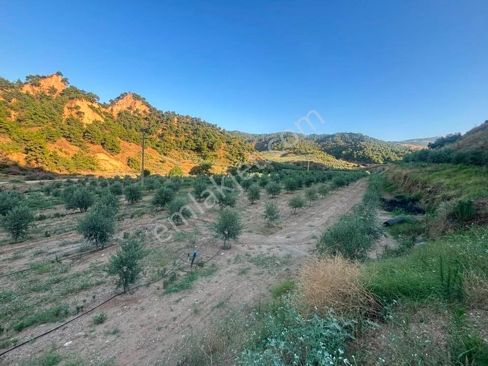 Tc Emlaktan Satılık 28.500 M2 Zeytinlik — fotoğraf 31